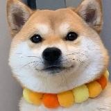 裸舞|黄播|裸聊