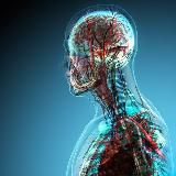 Анатомия Тела l Блог Кирсанова