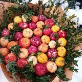 Гладиолусы России