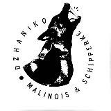 ДЖАНИКО | питомник малинуа & шипперке