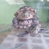 Админ тупой даун без канала который снесли