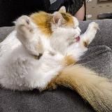 Всратые перепевки песен про катов