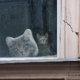 Котенька-в-окне