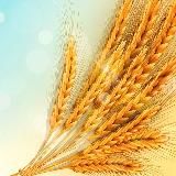 Zerno.ru — Поле.онлайн