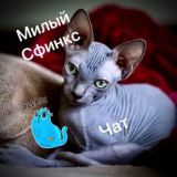 Сфинксы 🩷 Чат