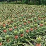 🍍АНАНАСОВЫЙ ЧАТ🍍