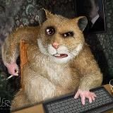 Хомяк Со Стажем 🐹