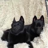 Шипперка +овчарка=♾️🤍