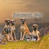 Питомник чихуахуа. Питомник немецких догов. "Адамант Дог" 💎