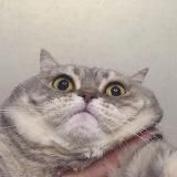 Упоротые еблеты котов