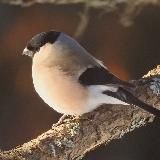 Кстати, о птичках