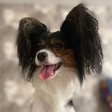 Розыгрыши от Gorba