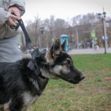 Крысы Диксона