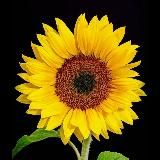 Подсолнух Малевича