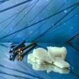 🎄Backwoods.⛄Отзывы.☃️Прайс.🎄