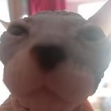 чипибрик| архив👏