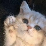 。•♡ пуськи ♡•。