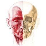 Анатомичка (Та самая)