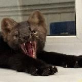 Человеки соболицы 👹