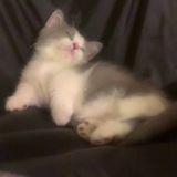 лет♡ва ест/худеет/что-то пишет в своем телеграмме