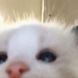 Рома Personality