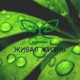 Живая жизнь🐻☘️