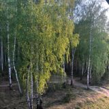 Мичуринский лес