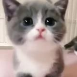 Ебанутые котики | Милые животные