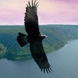 ПолитКурай