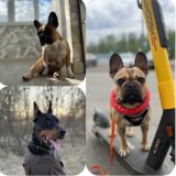 ТЕЯ||ЦЕНИ||БОСС