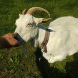 Aronsas kanal litovtsa