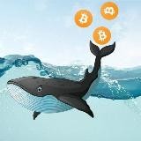 📊Camino Crypto News🐳