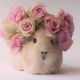 luckymockingbird ✨