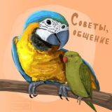 Советы, общение про птиц 🕊