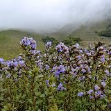Тамильская поэзия
