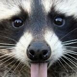 Енот полоскун