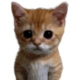 чат бобиков (убихов) 🐖