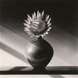 У меня лапки