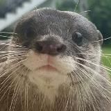 выдры и мемы 🦦