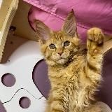 Мейнкун питомник Togetherninelives
