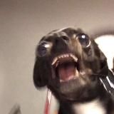 ПИКЧИ НА ВСЕ СЛУЧАИ ЖИЗНИ