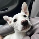 Горловский приют для бездомных животных "Верный друг"❤️❤️❤️