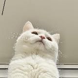 Котокомбо😸