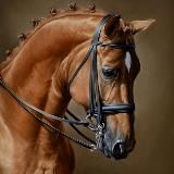 В гостях у конях 🧡