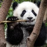 Сторонники Фонда природы