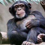 Парадокс Шимпанзе