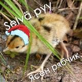 Selvä pyy | Финский язык | Финляндия