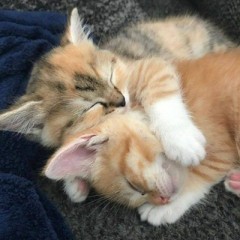 Comments ♡ @xxl_do