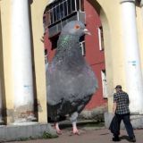 Междуреченская буза