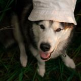 Хаскимоногатари